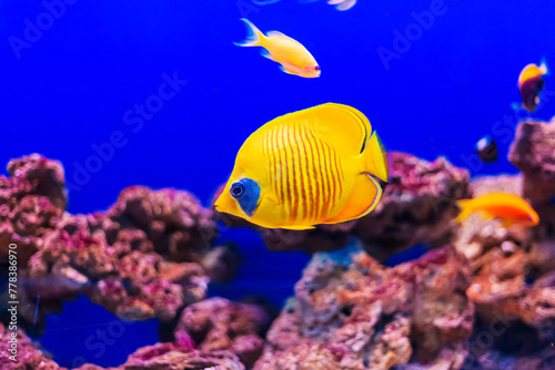 Tropical marine fish on a coral reef. © lizavetta