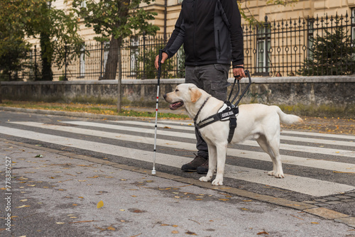 Visually impaired man walking and crossing the street with a help of his trained guide dog. Visual disabled people mobility concept.