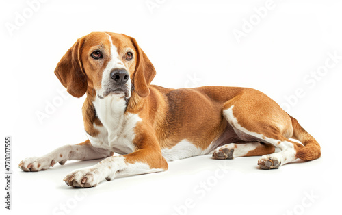 A Beagliere dog lies attentively, its striking eyes and folded ears evoking a sense of curiosity and alertness, isolated on a white backdrop.