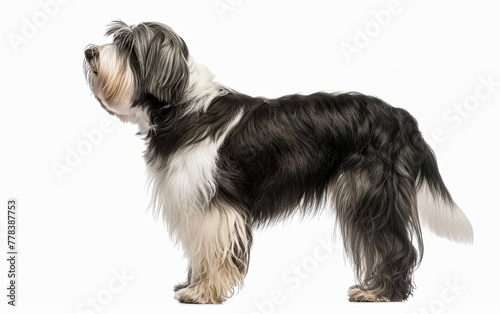 Elegantly posed Bearded Collie with black and white fur in a profile view, isolated on a white background, displaying its thick coat and bushy tail.