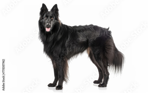 A Groenendael dog with a glossy black coat smiles with its tongue out  ears perked  showcasing the breed s friendly demeanor.