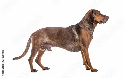 The Bavarian Mountain Hound stands alert in profile  with keen eyes and ears perked  illustrating the breed s attentive nature  against a stark white backdrop.