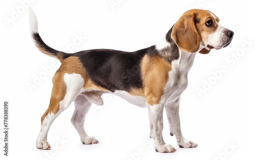 This image captures a Beagle in profile with a curious gaze, highlighting its sharp features and friendly demeanor.