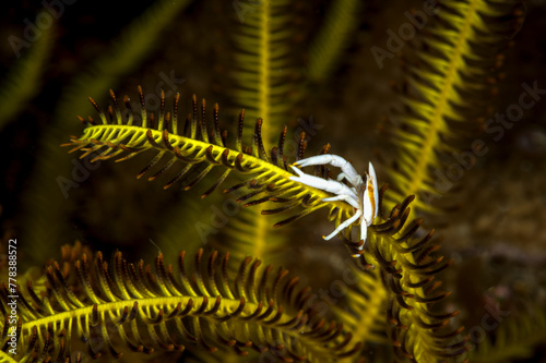 A picture of a crinoid squat lobster photo