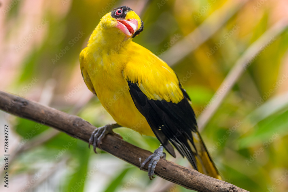 Fototapeta premium The black-naped oriole is medium-sized and overall golden with a strong pinkish bill and a broad black mask and nape