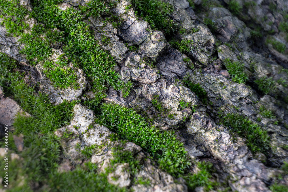 Macro shot of poplar tree bark overgrown with moss looking like mountain ridge with green forest