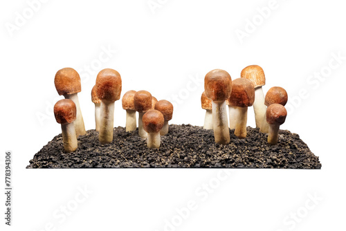 Agaricus subrufescens mushroom isolated on white background photo