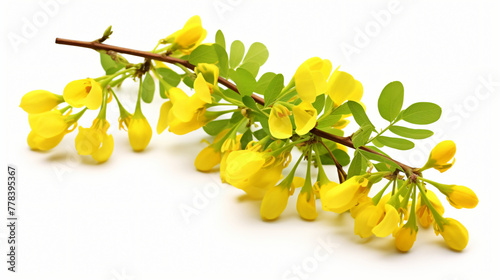 Blossoming acacia with leafs isolated on white back