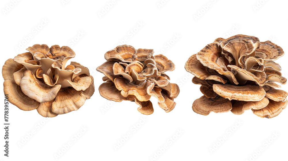 Maitake Mushroom: Organic Ingredient on Transparent Background for Gourmet Cuisine, Culinary Cooking, and Healthy Vegan Recipes. Maitake Mushroom: Organic Ingredient on Transparent Background for Gourmet Cuisine, Culinary Cooking, and Healthy Vegan Recipes.