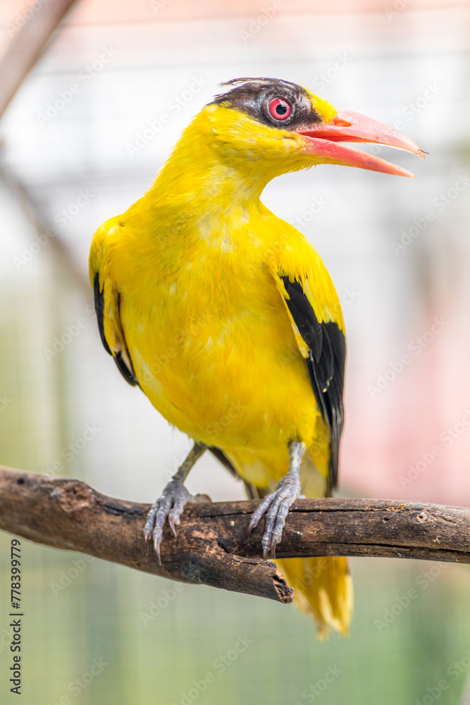 Fototapeta premium The black-naped oriole is medium-sized and overall golden with a strong pinkish bill and a broad black mask and nape