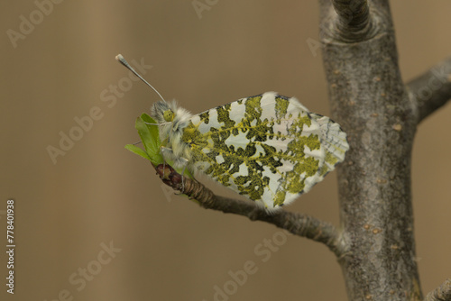 Newly emerged orange tip butterfly