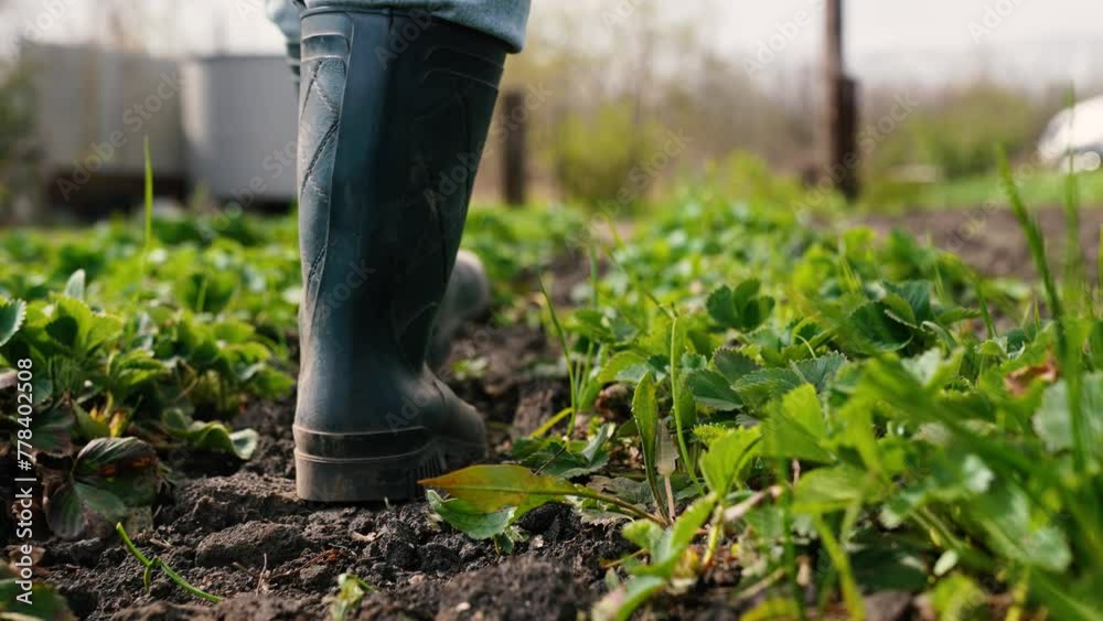 farmer walks along farm rubber boots, agriculture, work farm garden ...