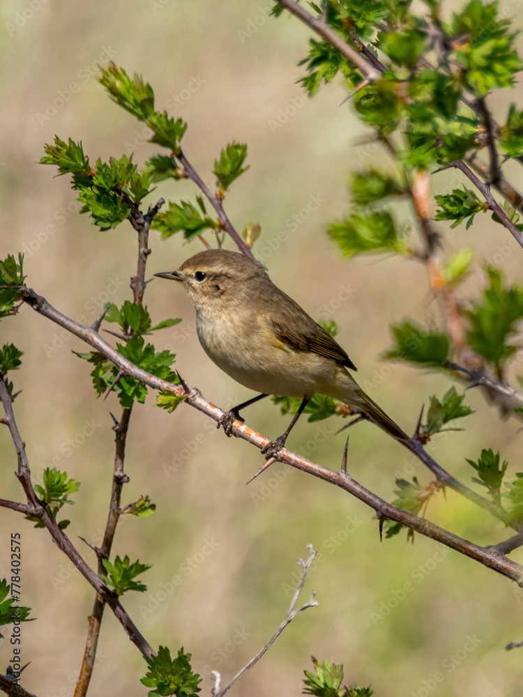 Obraz premium Common chiffchaff