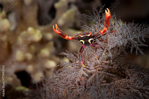 A picture of a black coral crab photo