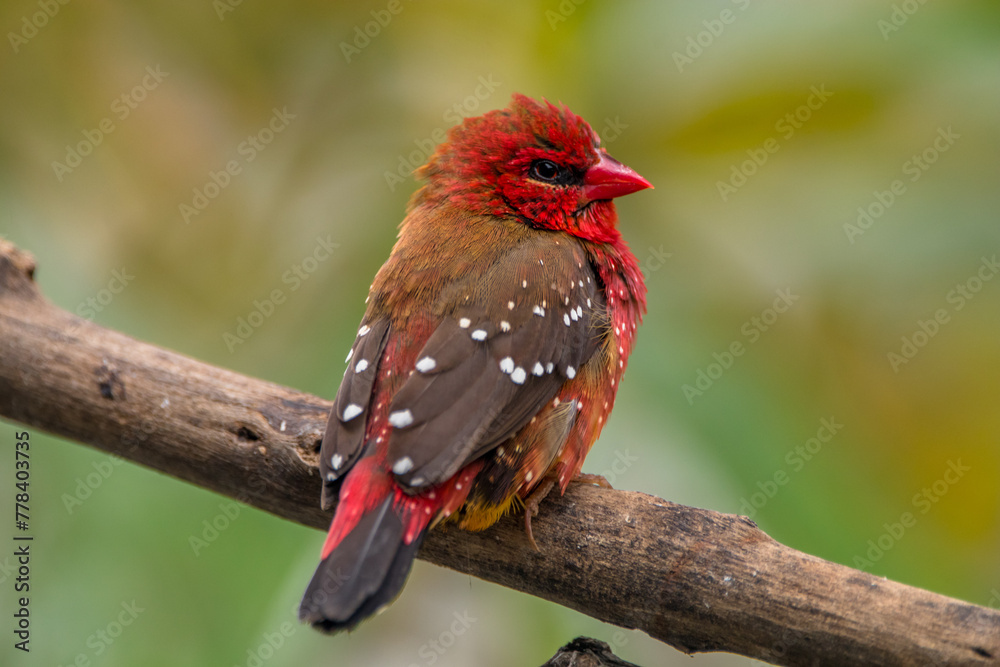 The red avadavat, red munia or strawberry finch, is a sparrow-sized bird of the family Estrildidae. It is found in the open fields and grasslands of tropical Asia and is popular as a cage bird The red avadavat, red munia or strawberry finch, is a sparrow-sized bird of the family Estrildidae. It is found in the open fields and grasslands of tropical Asia and is popular as a cage bird