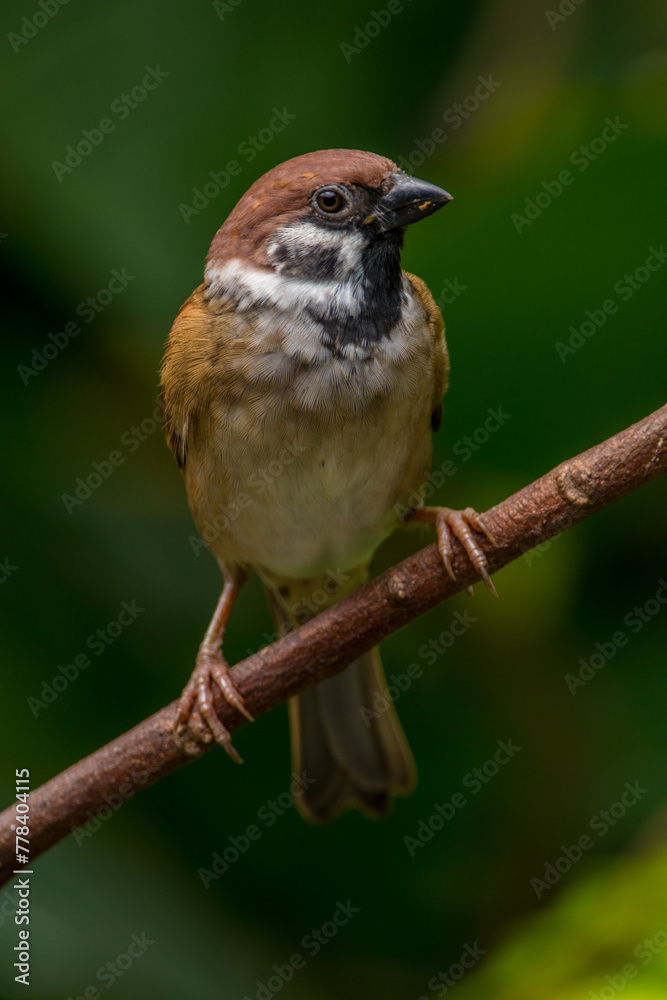 The Eurasian tree sparrow (Passer montanus) is a passerine bird in the sparrow family with a rich chestnut crown and nape and a black patch on each pure white cheek The Eurasian tree sparrow (Passer montanus) is a passerine bird in the sparrow family with a rich chestnut crown and nape and a black patch on each pure white cheek