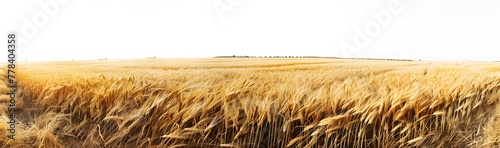 a field of wheat with a white sky photo