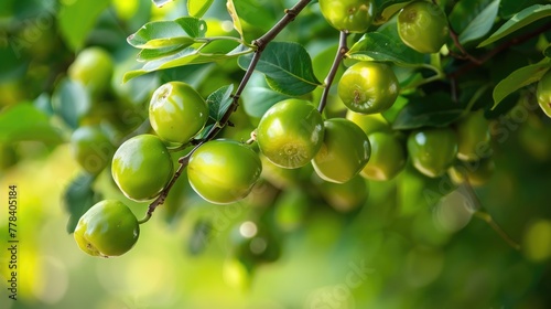 Closeup of Fresh Jujube Fruits on Tree Branch in a Garden Harvest