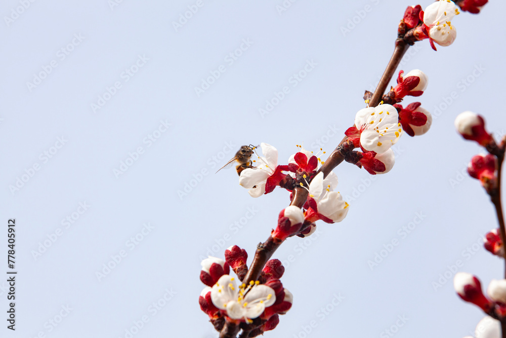 Honey bee working. Pollination of flowering apricots on a plantation. Beekeeping and fruit growing problems. Close-up, copy space.