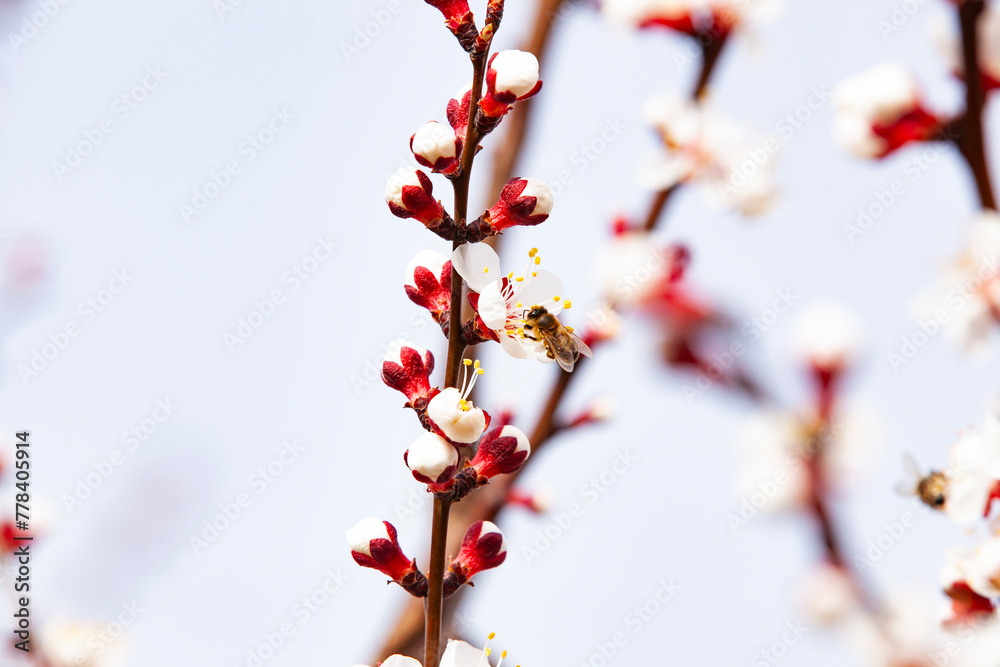 A bee pollinates flowering apricots on a plantation. Beekeeping and fruit growing problems. Close-up, copy space.