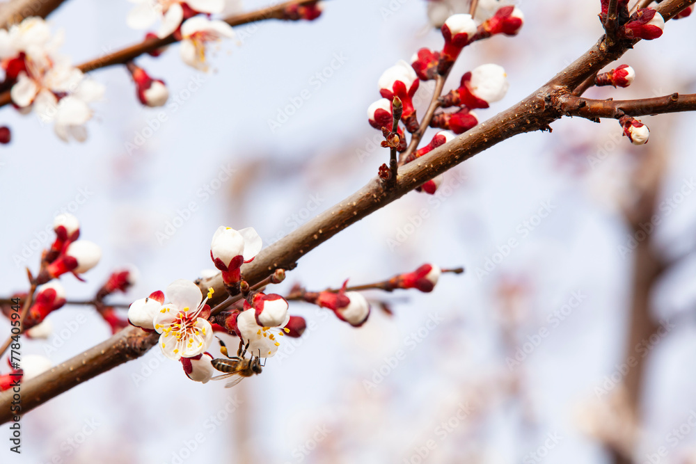A bee pollinates flowering apricots on a plantation. Beekeeping and fruit growing problems. Close-up, selective focus.