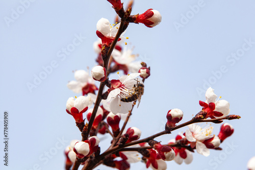 Obraz na płótnie A bee pollinates flowering apricot branch. Beekeeping and fruit growing problems. Close-up, copy space. w salonie