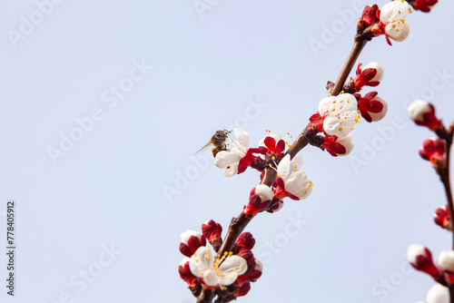 Obraz na płótnie Honey bee working. Pollination of flowering apricots on a plantation. Beekeeping and fruit growing problems. Close-up, copy space. w salonie