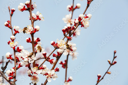 Obraz na płótnie Bees pollinate a flowering apricot branch. Beekeeping and fruit growing problems. Close-up, copy space. w salonie