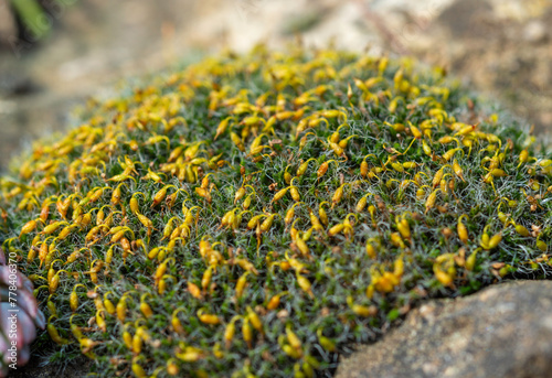 Grey-cushioned Grimmia (Grimmia pulvinata), green moss with young sporophytes on stones in spring photo