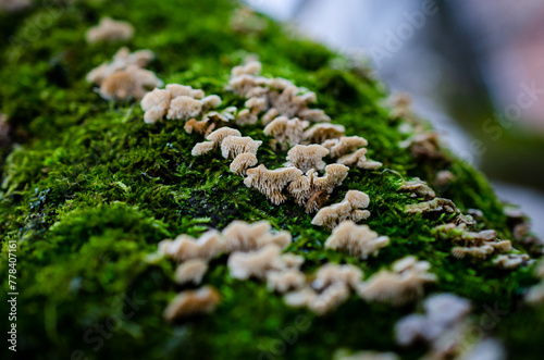 moss on tree