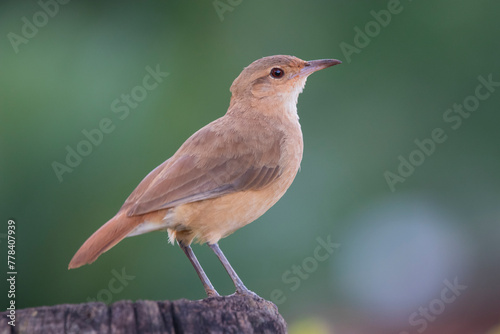 Brazilian Savannah Bird The birds of Brazil are very beautiful and have many colors.