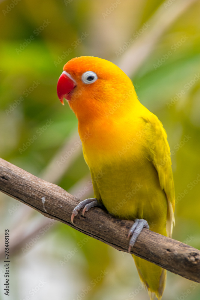 A lovebird (Agapornis) is a type of parrot. There are nine species. They are a social and affectionate small parrot.