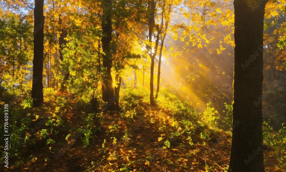 sun rise in trees
sun rise in trees