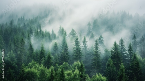 Foggy Forest Filled With Dense Trees © olegganko