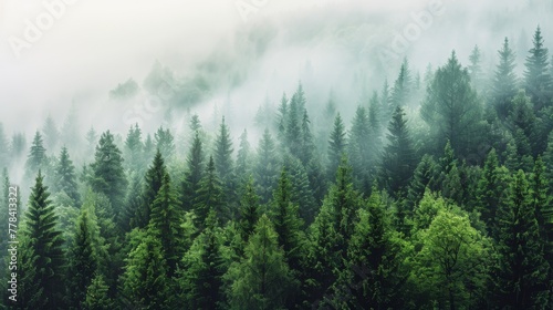 Misty Forest Landscape © olegganko