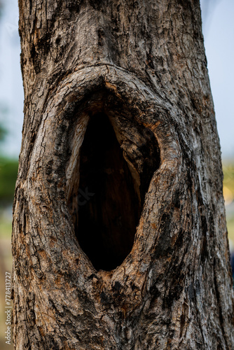 Big hole in the trunk of an old tree