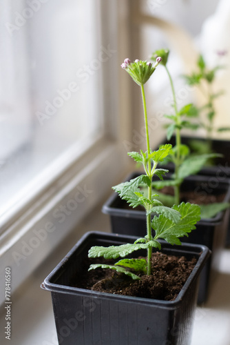 Verbena seedling on window sill