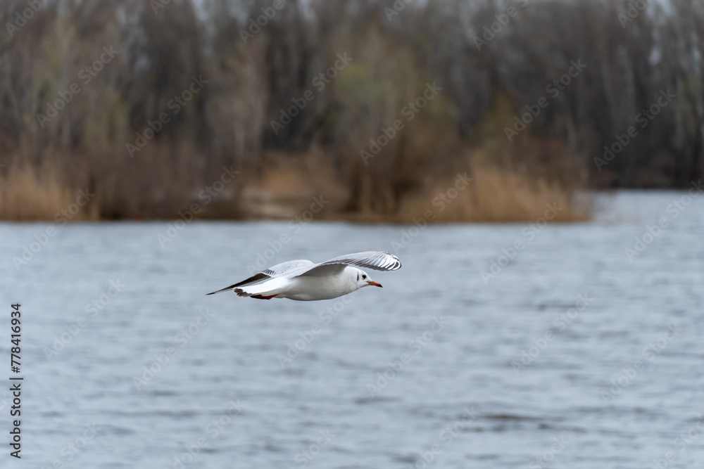 Rivergull soars high in the blue sky. Seagull fly wings spread wide on the wind. Birdlife in wild nature in river. Freedom concept. Rivergull soars high in the blue sky. Seagull fly wings spread wide on the wind. Birdlife in wild nature in river. Freedom concept.