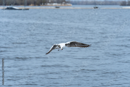 Rivergull soars high in the blue sky. Seagull fly wings spread wide on the wind. Birdlife in wild nature in river. Freedom concept.