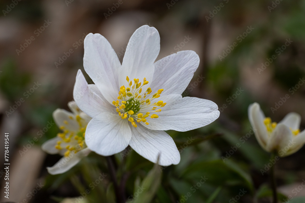 Fototapeta premium Blüte