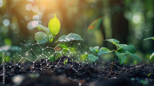 New Plant Sprouts in Forest