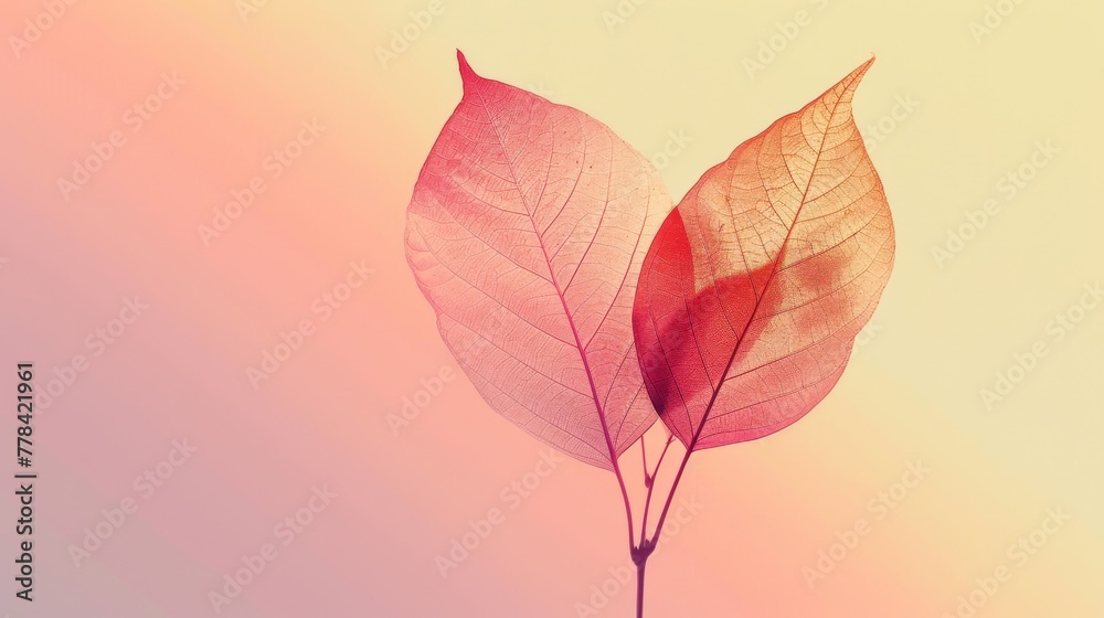 Fototapeta premium Gradient of Baby Pink to Light Lemon with Leaf Silhouette.