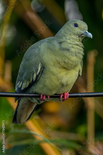 The pink-necked green pigeon (Treron vernans) is a species of bird of the pigeon and dove family, Columbidae. It is a common species of Southeast Asia photo