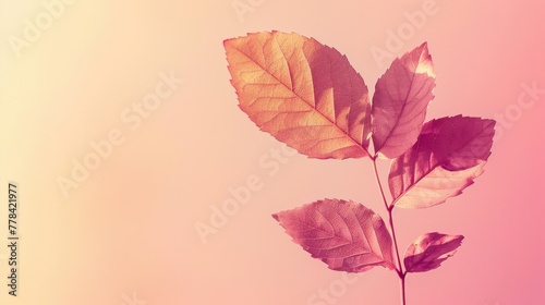Gradient of Baby Pink to Light Lemon with Leaf Silhouette.
