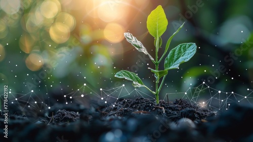 New Plant Sprouts in Forest