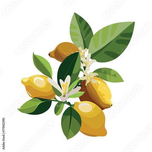 Lemon. Fruit on a branch. Citrus. Tropical plant. Vector illustration on a white background.