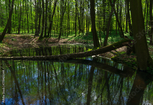 A young beech forest and a small pond