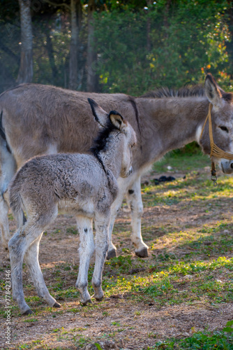 Mother and baby donkeys on the farm