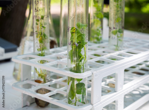 Photography Test tubes with plants obtained using microcloning technology