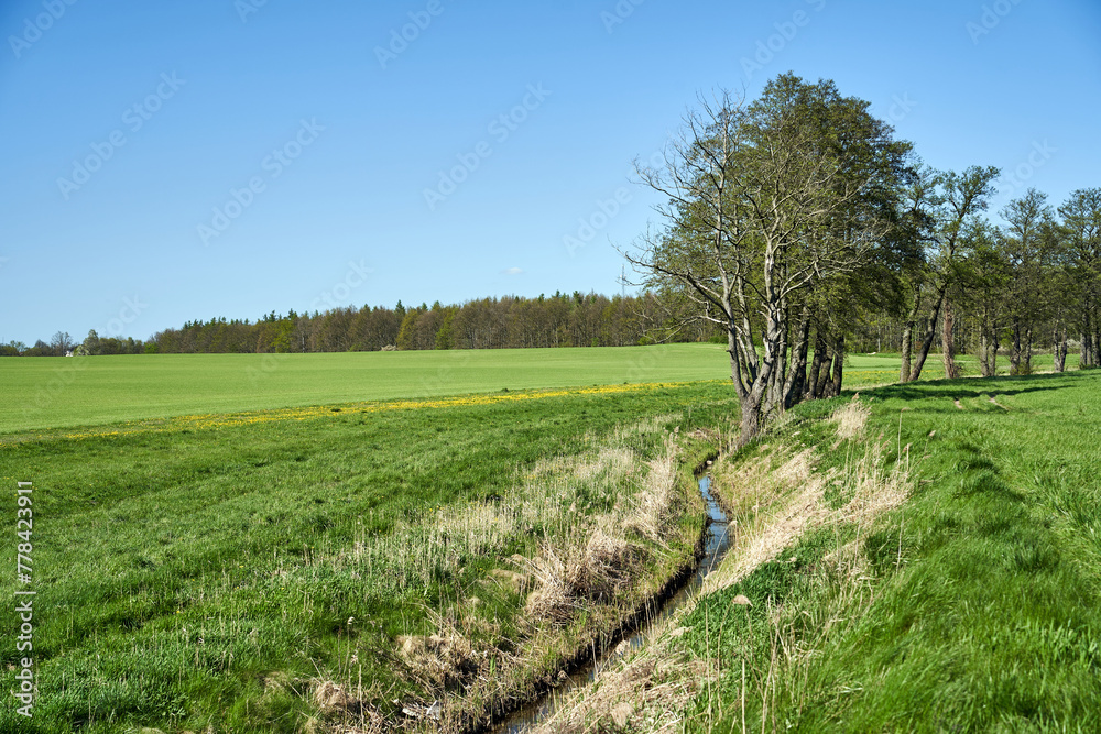 rural landscape with trees growing along a small stream in spring